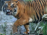 Sumatran tiger on the loose, believed to have killed man in Indonesia