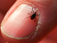 Summer is tick season, but these tips can help you avoid the bloodsucking bugs