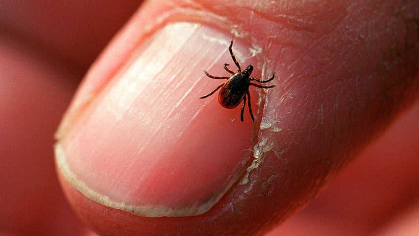 An adult deer tick, also known as the blacklegged tick, crawls on a fingernail at Connetquot State Park