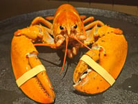 Super rare orange lobster accidentally delivered to Colorado Red Lobster