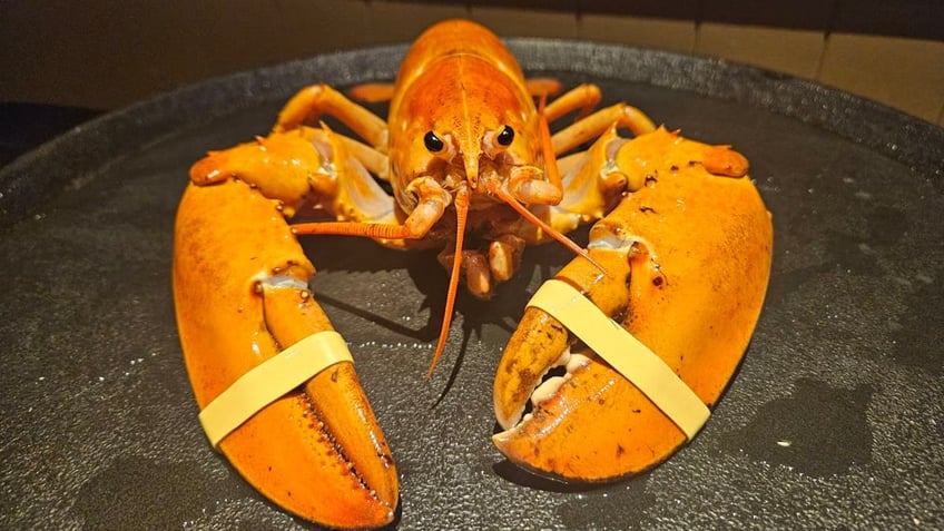 orange lobster CO