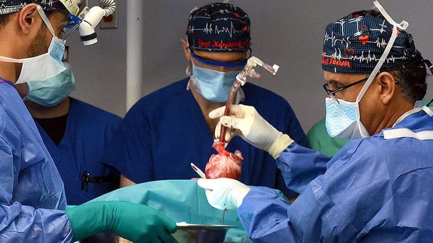 surgeons give update on patient a month after experimental pig heart transplant now i have hope