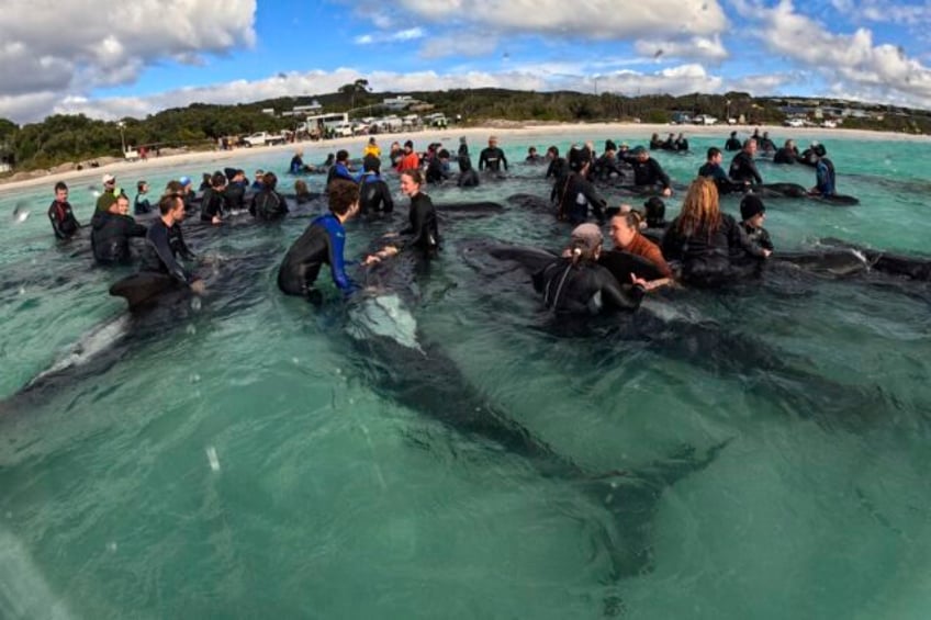 survivors of pilot whale pod that beached on the australian coast are euthanized after rescue fails