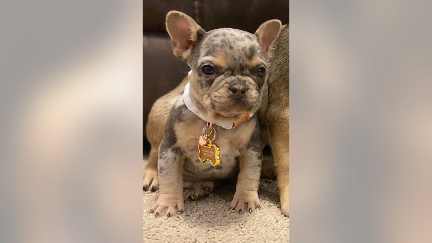 Stolen French Bulldog