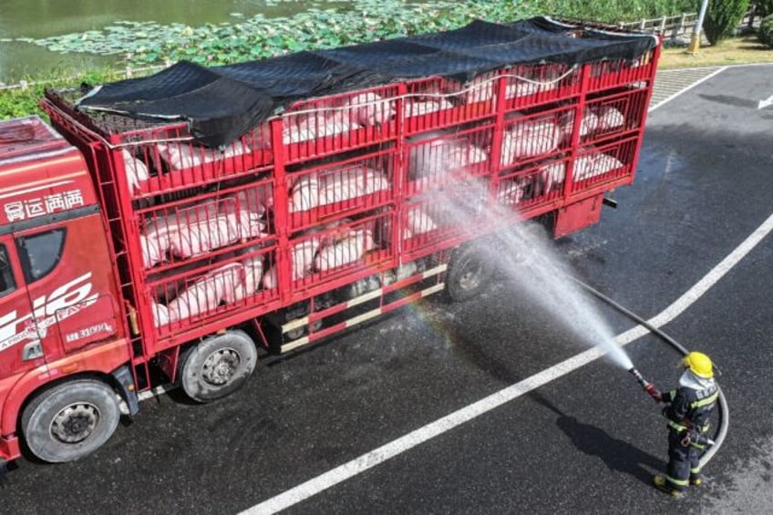 A firefighter sprays water on a truck transporting pigs after they showed signs of heatstr