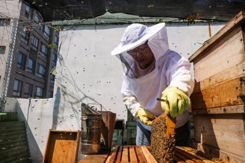 Urban beekeeper Sherry Liu took a beekeeping class seven years ago and is now an avid apia