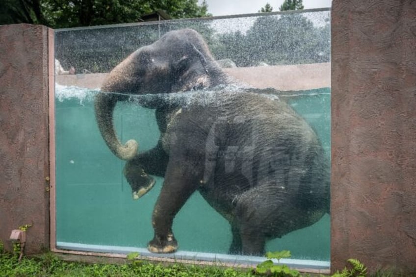 An Asian elephant swims in a pool with transparent sides at Fuji Safari Park in Susono cit