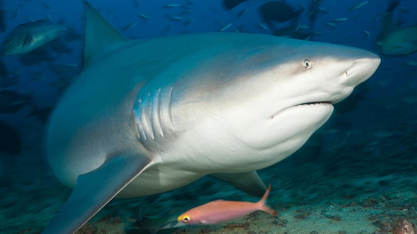 A bull shark