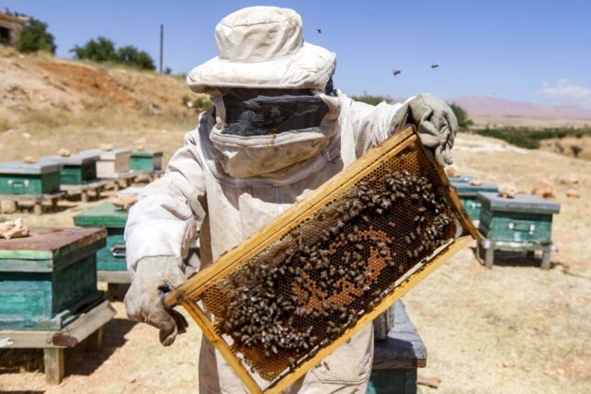 syrian beekeepers battle both war and climate change