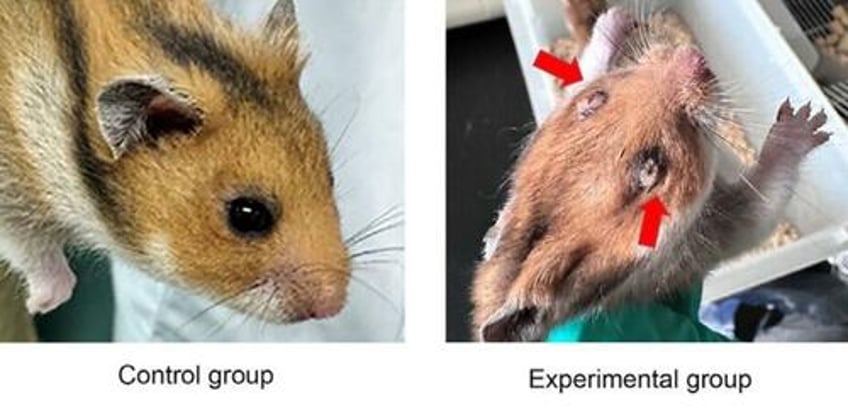 syrian hamsters dead after chinese scientists engineer horrific ebola enhanced virus