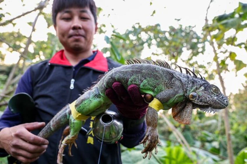 A hunter holds a captured iguana in Pingtung, Taiwan. The iguana population has exploded s