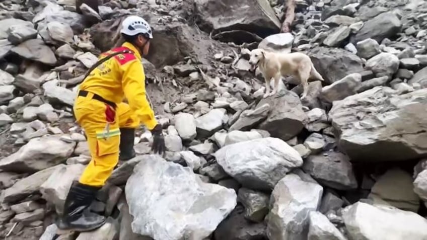 Roger the rescue dog, an eight-year-old labrador, assists Taiwanese rescuers in finding a