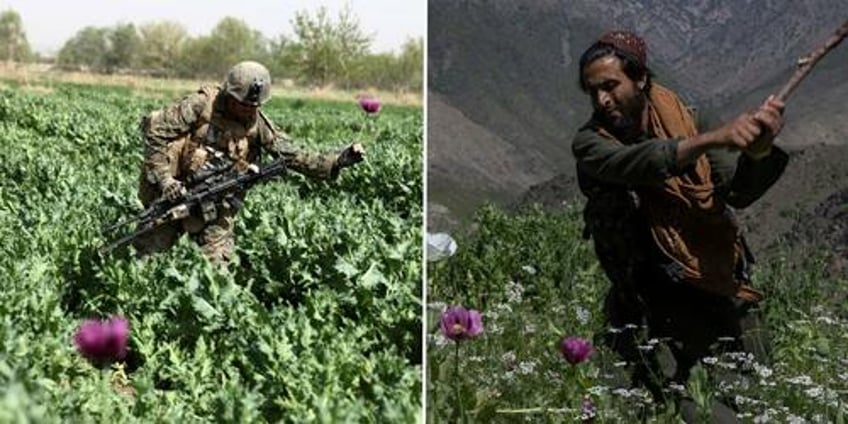 talibans massively successful opium eradication raises questions about what us was doing all along 