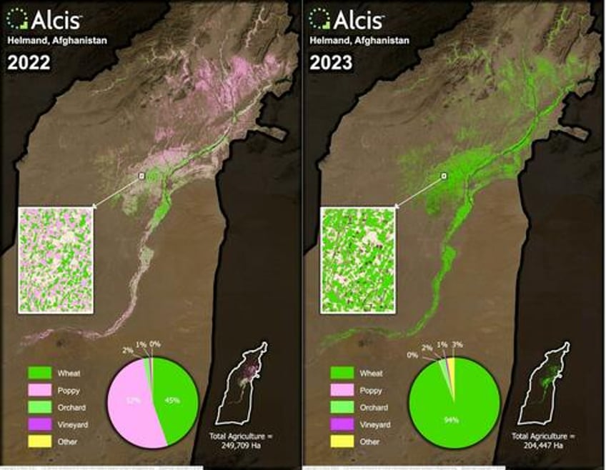 talibans massively successful opium eradication raises questions about what us was doing all along 