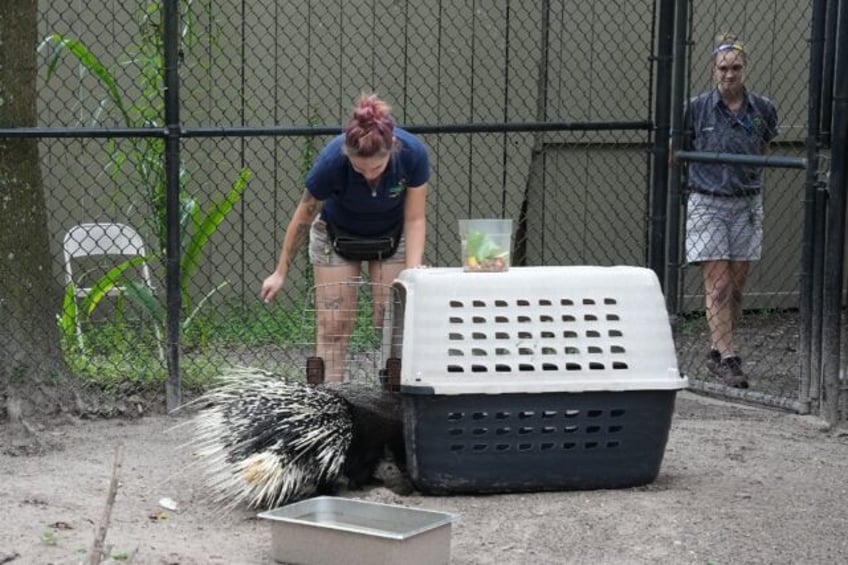 Protect Chompers: zookeepers move the African porcupine into a carrier before carting it t