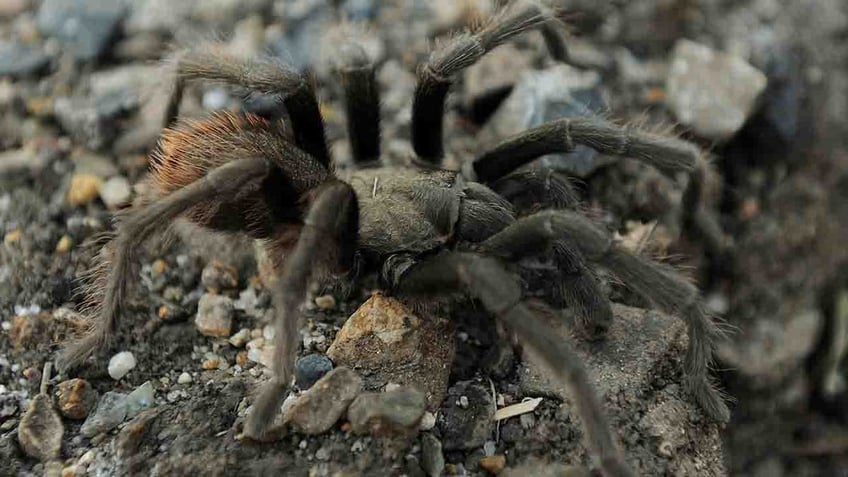 tarantula on road in death valley national park is blamed for crash involving camper motorcycle