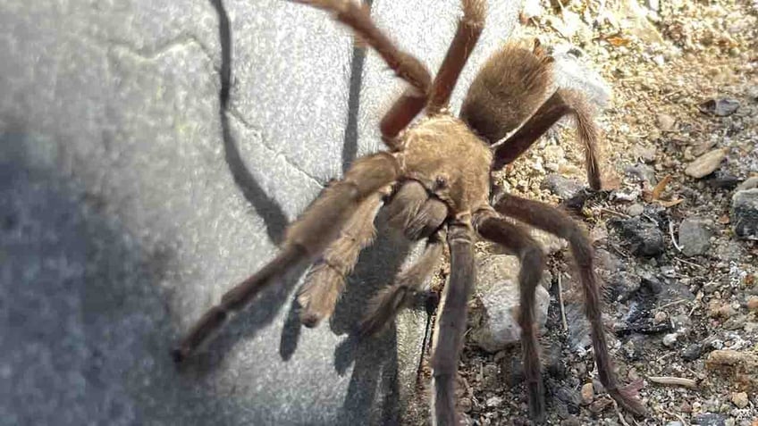 tarantula on road in death valley national park is blamed for crash involving camper motorcycle