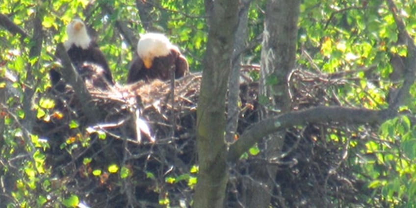 taxpayers on hook as nfl players dad gets federal public defender in eagle poaching case