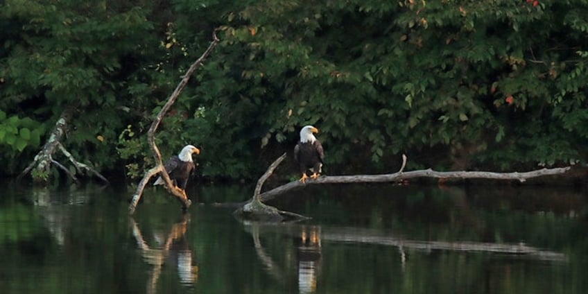 taxpayers on hook as nfl players dad gets federal public defender in eagle poaching case