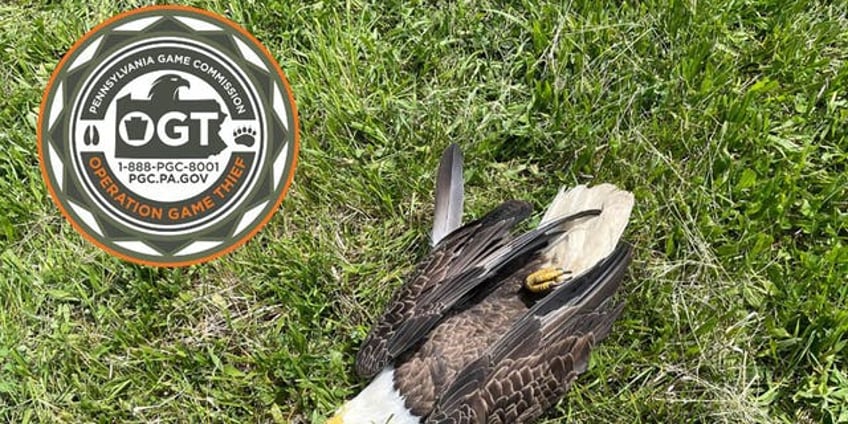 taxpayers on hook as nfl players dad gets federal public defender in eagle poaching case