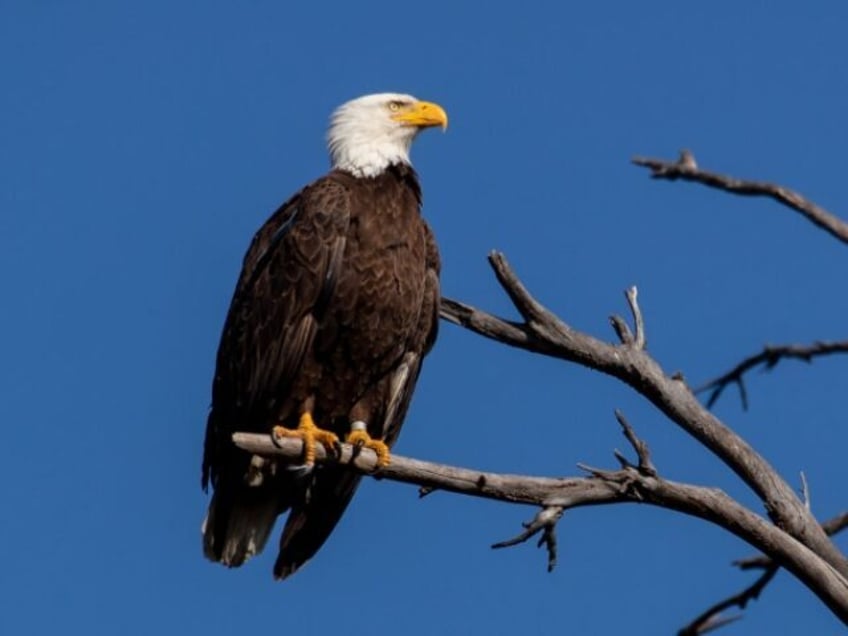 taxpayers stuck paying legal bills of nfl players dad arrested for killing protected bald eagle