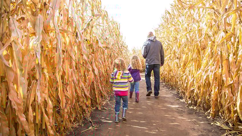 dad and daughters walking in a corn maze