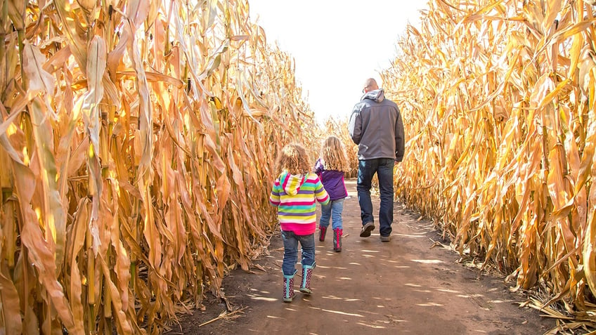 dad and daughters walking in a corn maze