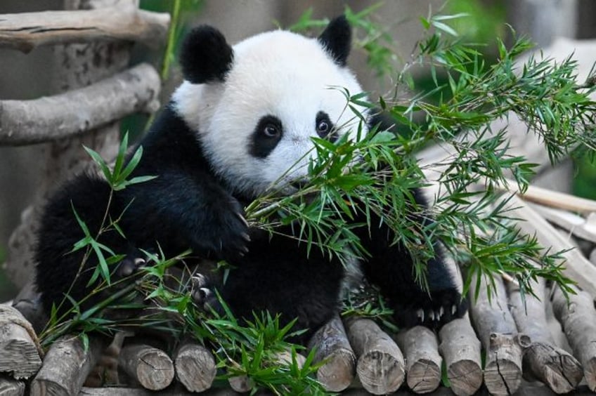 tears as malaysia born panda cubs head to china