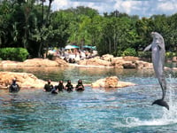 Teen girl dies after being pulled from Discovery Cove theme park pool, police say
