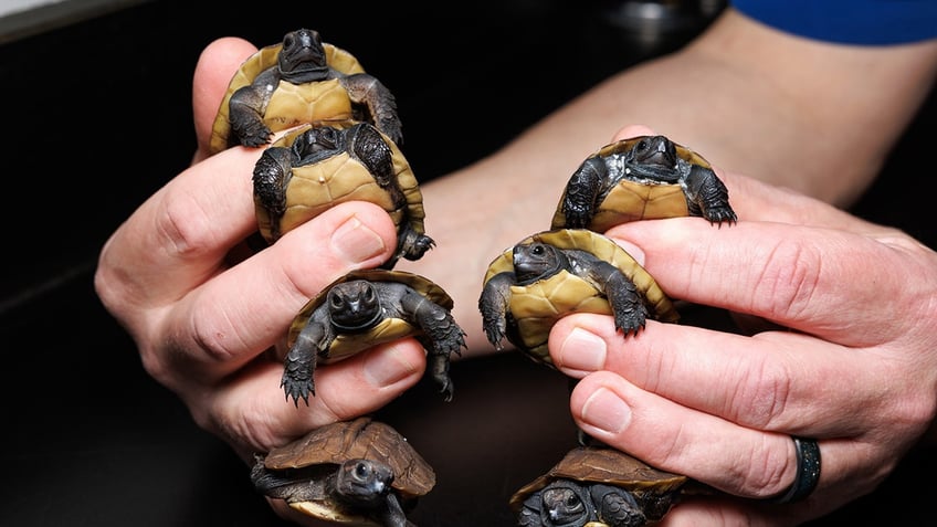 Arakan Forest Turtles