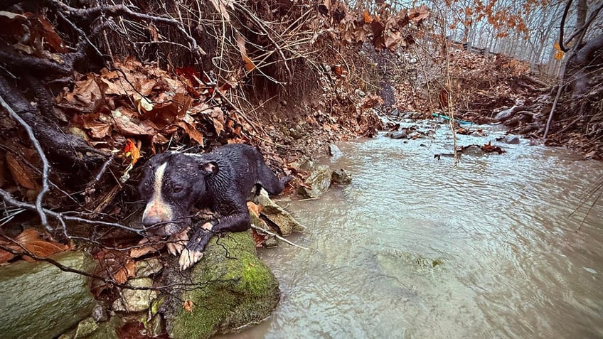 Dog stuck in Tennessee ravine