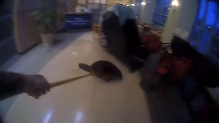 Officer touching beaver with stick