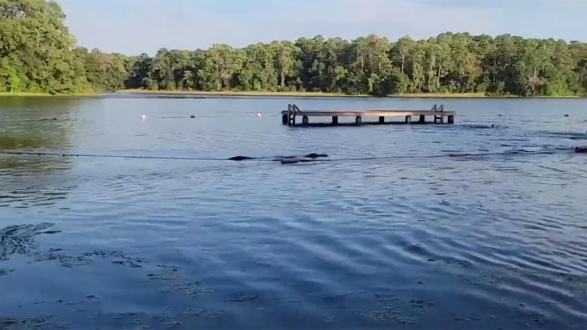 texas alligator sets sights on children swimming in lake video shows