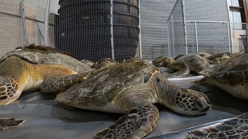 Turtles at Texas State Aquarium