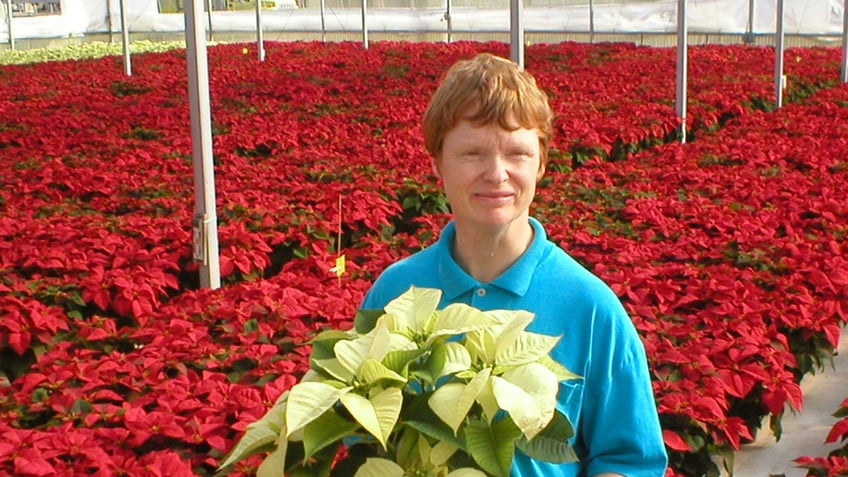 48,000 poinsettas