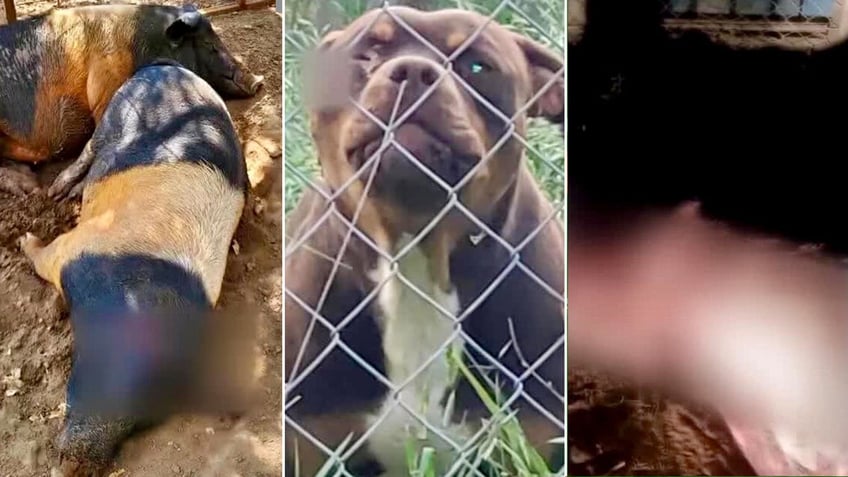 Pig who was attacked, left, pit bull who attacked pig, middle, miniature horse who was mauled and killed by a pit bull, right