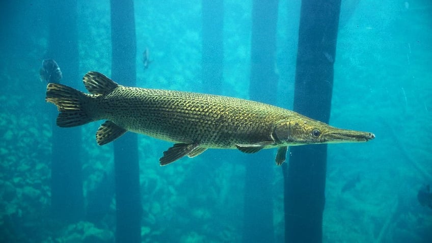 texas fishermans alligator gar earns him outstanding angler award from state amazing catch