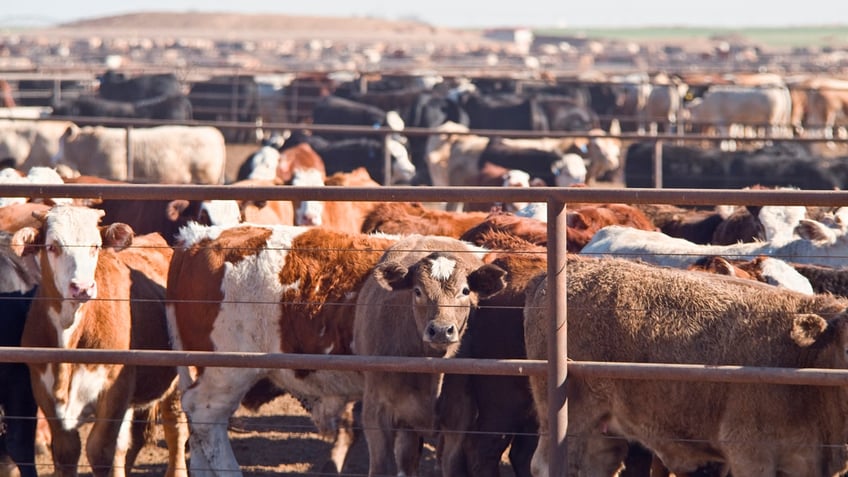 Cattle await being slaughtered at a farm in West Texas.