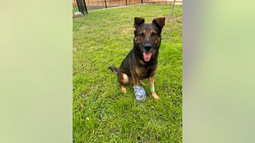 K-9 Jack with paw injury