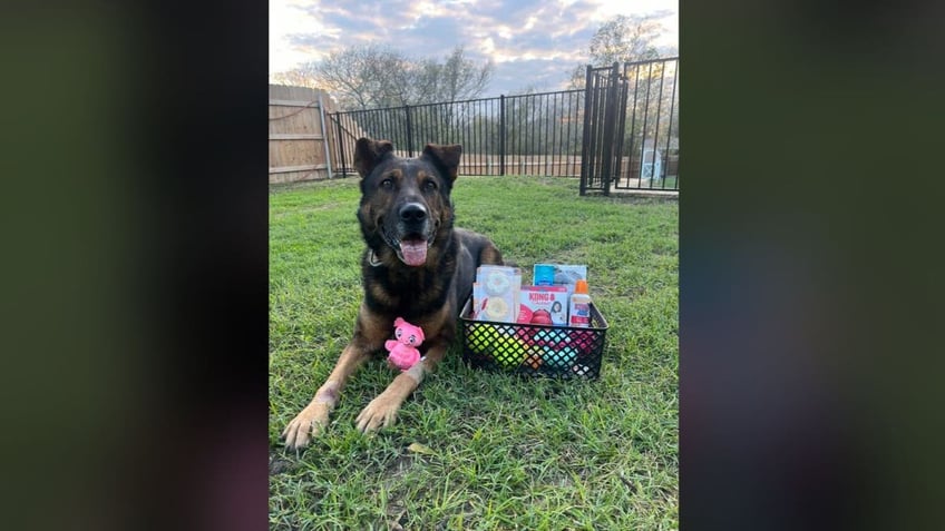 K-9 Jack laying in grass