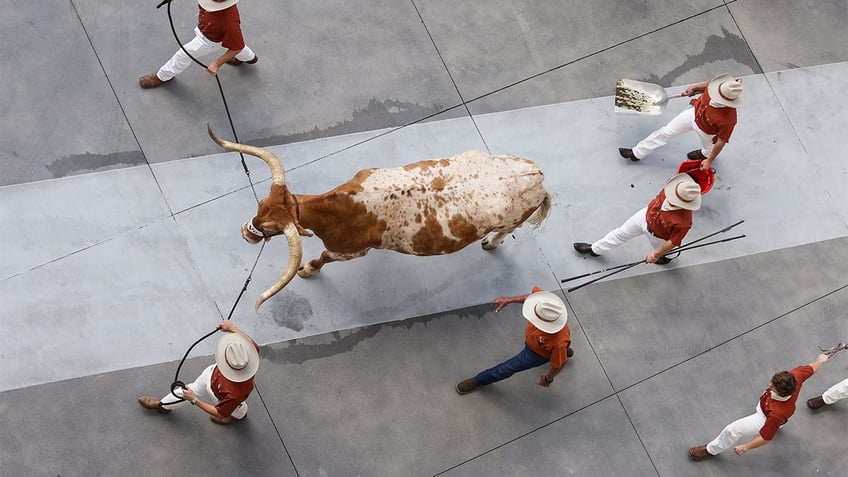 The Texas Longhorns mascot Bevo XV arrives at the stadium