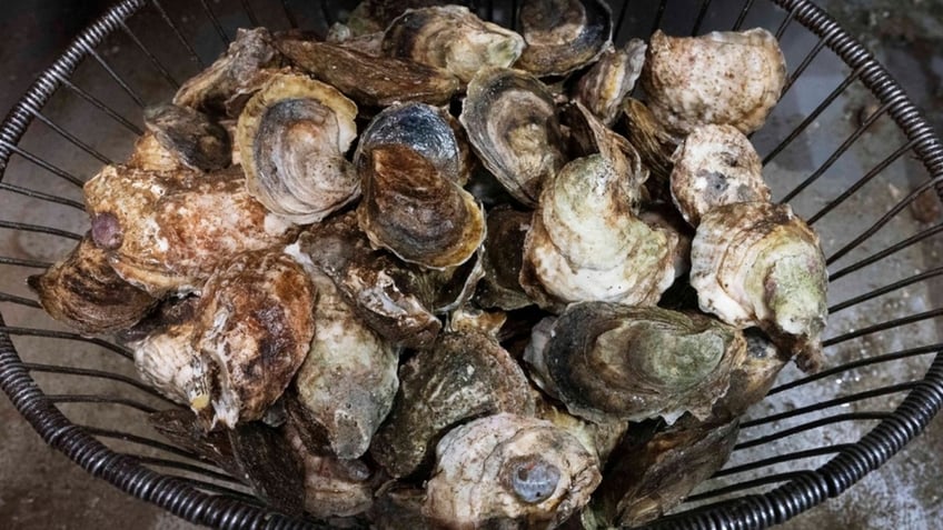 texas man dies after raw oyster dinner linked to bacteria in shellfish