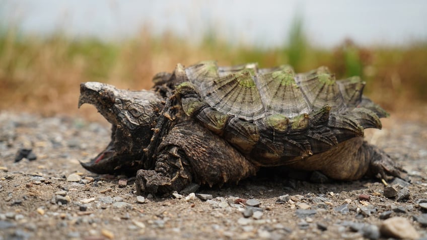 texas officials offer 2k to report poaching of threatened prehistoric like reptile