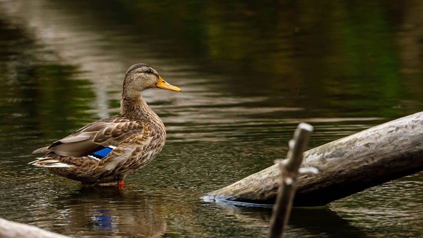 A mallard in a river