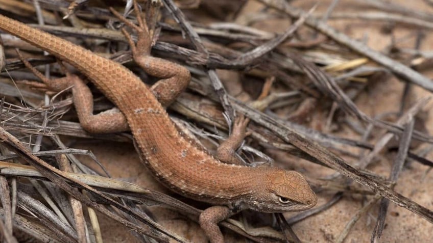 texas pushes back as biden admin digs up old fight over lizard that could cripple state oil industry