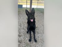 Texas shelter dog becomes impressive police K-9 as he combats fentanyl crisis