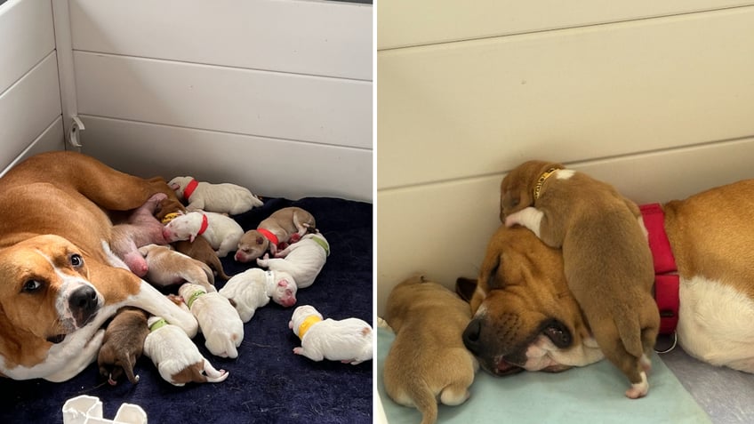 Split image of Meter Maid nursing and with puppies on top of her