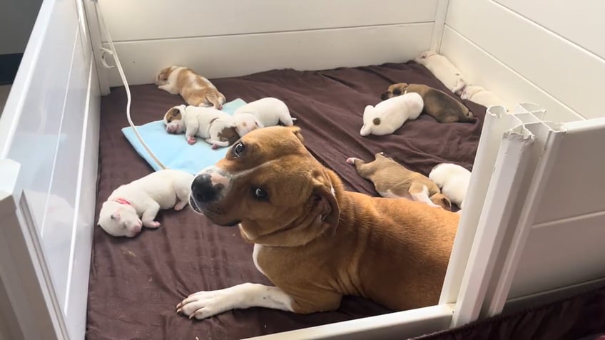 Meter Maid looking behind while puppies nap