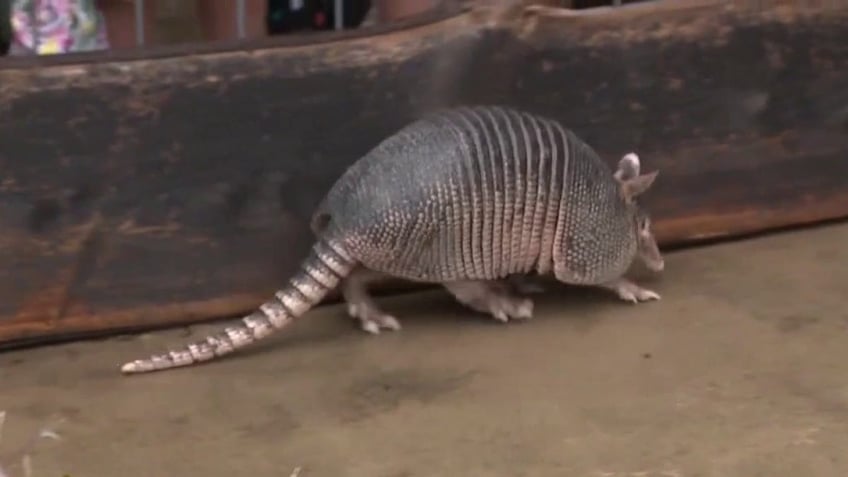 "Bee Cave Bob," The Texas armadillo