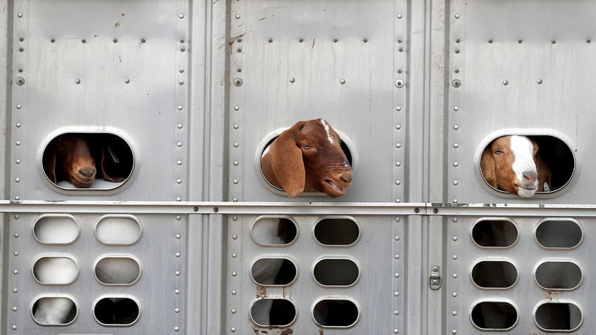 Goats arriving on trailer to livestock show